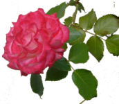 aaaDSC08690
