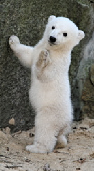 knut